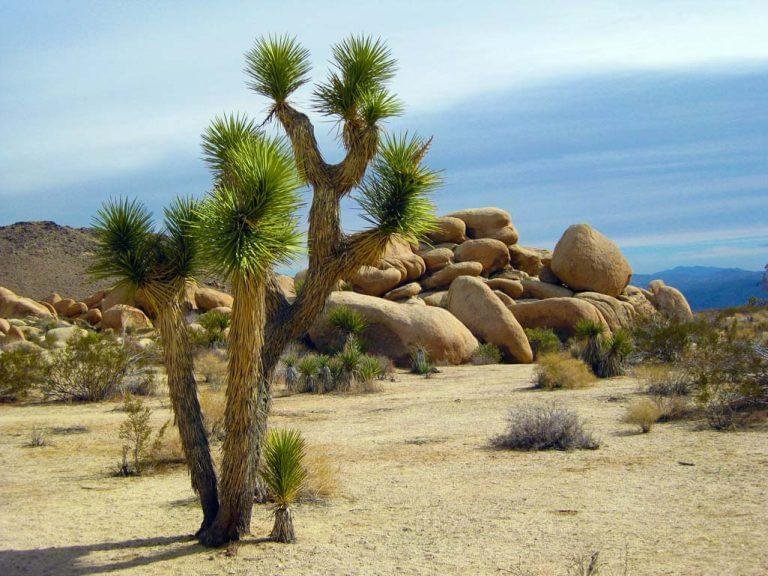 america-arid-bushes